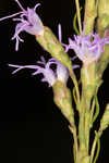 Smallhead blazing star